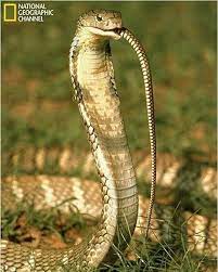 Kadeem Ward On Instagram From Viperpost Sometimes Predator Becomes Prey Cobra Elapid Venomous Sn Reptile Snakes King Cobra Snake Wild Animals Attack