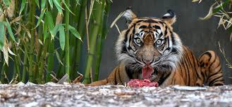 The meaning shriek or howl at the end of a cheer is recorded from. Tiger Encounter At Adelaide Zoo Feed A Hungry Tiger Their Meaty Lunch