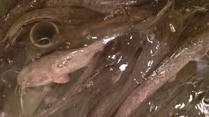 Cara mancing dan membuat umpan ikan nila yang efektif tokopedia blog. Cara Pembenihan Ikan Lele Alam Tani