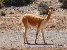 In addition to their humps, camels have other ways to. Vicuna Lama Paarhufer Peru Animal Camel Wool Mammals Pikist