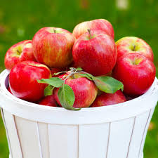 The fruit size is very. Honeycrisp Apple Trees For Sale Brighterblooms Com