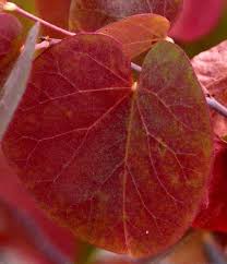 Most of the redbud cultivars have colored foliage varieties that further enhance the overall beauty the foliage color typically ranges between blue, green, burgundy, gold and chartreuse while the. Cercis Occidentalis Western Redbud