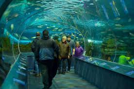 Ripley'S Aquarium: Video Tour Highlights + Faqs – Active Parents