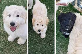 Border Collie X Standard Poodle Puppies Bordoodle Puppies Offered For Sale 1st Generation Cross Kurrajo Labrador Puppy Poodle Puppy Labrador Puppy Training