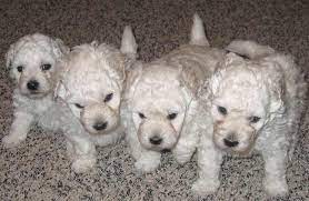 White Puli Puppy For Sale In Oregon Puli Puppies Black White Pulik For Sale In Or Puppies For Sale Puppies Puli