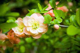 Check spelling or type a new query. How To Grow And Care For Peach Trees Gardener S Path