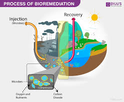 Contamination control may refer to the atmosphere as well as to surfaces. Bioremediation Process Types Of Bioremediation Examples