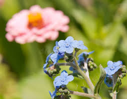 Image result for Cynoglossum coeruleum