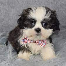 Although as i have learned from puppy kindergarten and caesar the dog whisperer a dog/puppy needs to know. Shih Tzu Puppies For Sale In Pa Shih Tzu Puppy Adoptions
