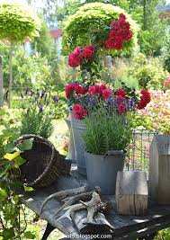 Historische Rose Miranda Beetrose Gartenfreund Strauchrose Angela Gartendekoration Mit Rosen Und Lavendel Rosa Garten Zinkgefa Rosa Garten Garten Pflanzen