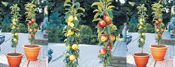 Very large and attractive greenish yellow and red fruit is crisp and sweet with pure white flesh. Columnar Apple Trees Grow Vertically Without Branching Out