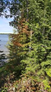 Pine Trees Dying In Upper Michigan 459362 Ask Extension