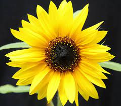 Download Sunflower Love Home Facebook