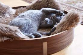 Before choosing the five cat beds we've listed as our top picks, we tested and researched a wide variety of different options. Best Cat Beds Of 2021 So Far Tuft Paw