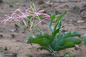 Image result for Crinum buphanoides