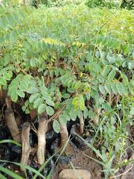 Image result for Cassia angolensis