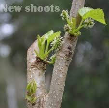 Even ihave transplanted fruit trees this way. How To Transplant A Fruit Tree In 4 Easy Steps Self Sufficient Me