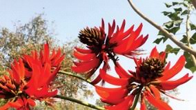 Tree with red flowers india. Official Website Of Rajiv Gandhi Institute Of Petroleum Technology Jais Amethi India Flowers And Trees