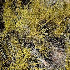 Image result for Aster milanjianus