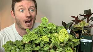 Tending to a jewel orchid can be quite different. Ludisia Discolor