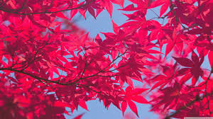 Check spelling or type a new query. Pink Hd Desktop Wallpapers Wallpaper Cave
