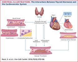 Thyroid Hormones And Cardiovascular Function And Diseases Sciencedirect