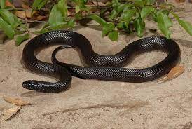 Mexican Black Kingsnake Lampropeltis Getula Nigritus Mexican Black Kingsnake North American Wildlife Reptiles Pet