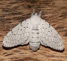 Image result for Artabotrys collinus