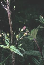 Image result for Landolphia lanceolata