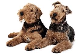 Find the perfect airedale terrier puppy for sale in florida, fl at puppyfind.com. Airedale Terrier Puppies For Sale In Florida Adoptapet Com