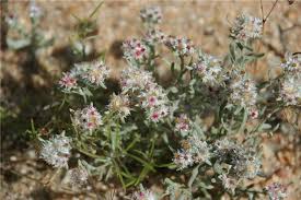 Image result for Helichrysum candolleanum