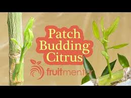 There are different methods or way to malta grafting. Pin On Gardening Tips N Tricks