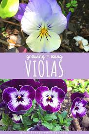 How To Grow And Use Violas Sweet Viola Bath Soak Recipe Recipe In 2020 Rose Garden Design Viola Flower Rose Garden Landscape