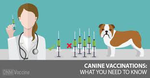 We did not find results for: Dog Shots Cheap Online
