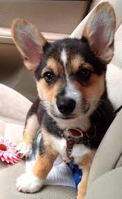 The average cost of pembroke welsh corgis for sale in san francisco can vary quite a lot depending on several different factors. 13 Weeks Corgi Pup Welsh Corgi