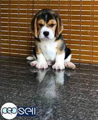 The original breed beagle price in chennai with kci or without kci is around: Show Quality Beagle Male Puppy Available For Sale In Kochi Kochi Free Classifieds