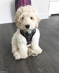 We are the best breeders in the area because of the excellent customer service we offer and the high quality of we are more than happy to answer any questions you have before and after you adopt one of our small cockapoo pups. F1 Male And Female Cockapoo Puppies Abbey Wood London Nomtimes Uk