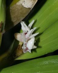 Image result for Diaphananthe subsimplex