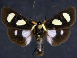 Maybe you would like to learn more about one of these? Eight Spotted Forester Moth Gtm Research Reserve Arthropod Guide Inaturalist