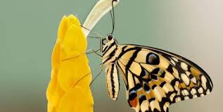 Mewarnai kupu kupu buckeye hinggap di bunga belajarmewarnai info. Bstytkzk5oucum