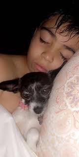 Lost dog O'Hara found in Lake St. Louis, Missouri