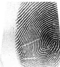 Bentuk pokok lukisan sidik jari. Analisa Sidik Jari Kediri Home Facebook