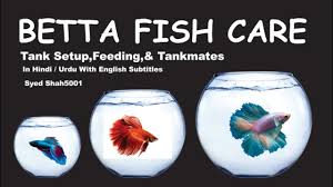 How To Care Betta Fish Guide Hindi Urdu English Sub Bettafishcare