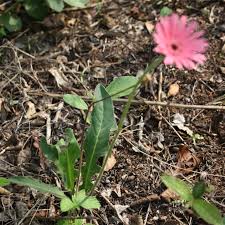 Image result for Gerbera piloselloides