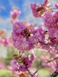 Kwanzan is 1 of the easiest cherry blossom trees to grow. Buy Kwanzan Cherry Online Shade Flowering Trees Bay Gardens