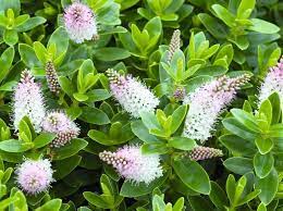 Alibaba.com offers 1615 lime green artificial flowers products. Noel Kingsbury S Recommended Hebes Gardens Illustrated