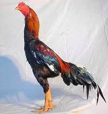Bagian potongan ayam ada yang masih bingung membedakan paha atas dan paha bawah. Jenis Jenis Ayam Blog Musthofa