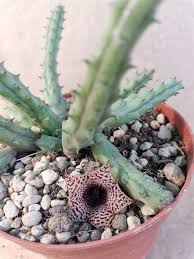 Image result for Huernia volkartii