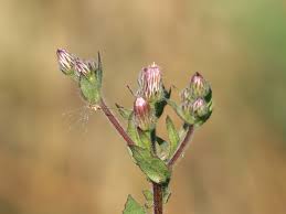 Image result for Pseudoconyza viscosa