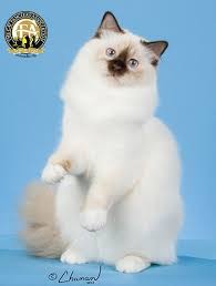 Breed Profile The Birman